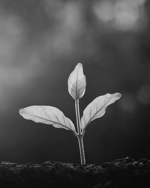 A young plant growing from soil